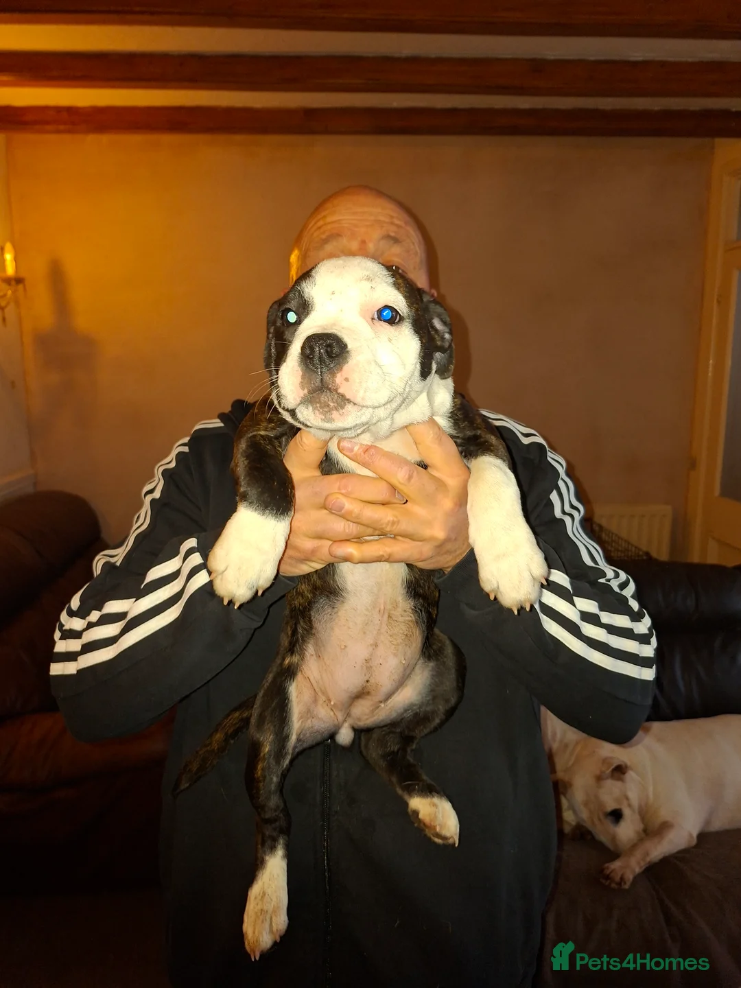 Mixed Breed dogs for sale: Big beautiful Bull Staffs  - Advert 1