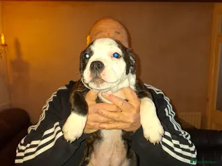 Mixed Breed dogs Big beautiful Bull Staffs - Advert 11