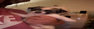 Chihuahua 2