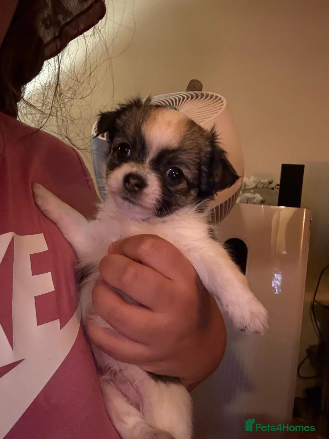 Chihuahua dogs for sale: Lovely tiny chihuahua puppies for sale  - Advert 38