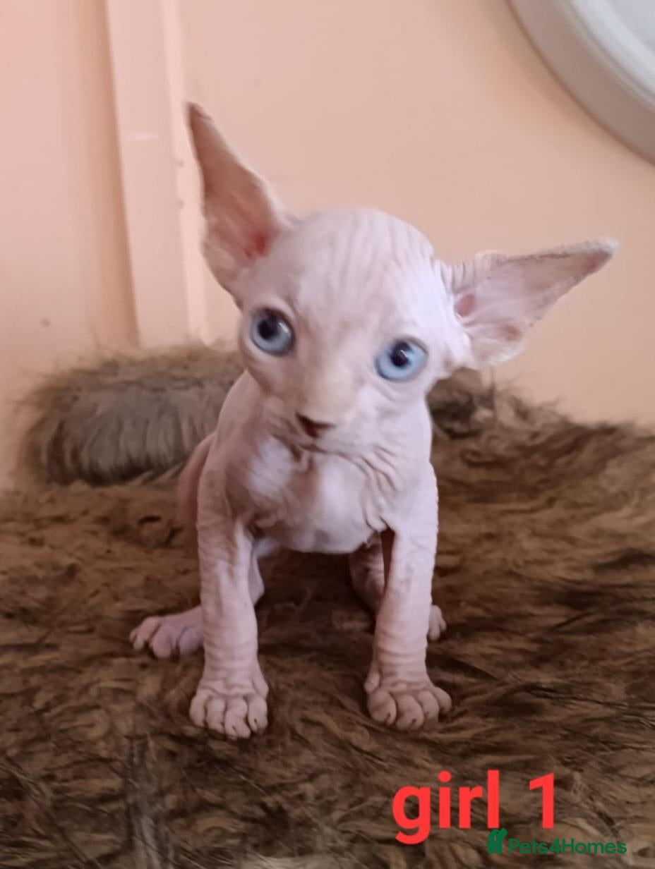 Sphynx cats Beautiful Sphynx kittens for sale - Advert 1
