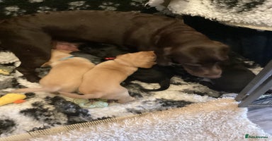 Labrador Retriever dogs - Advert 15