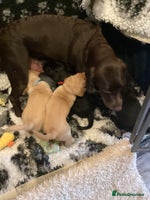 Labrador Retriever dogs - Advert 1