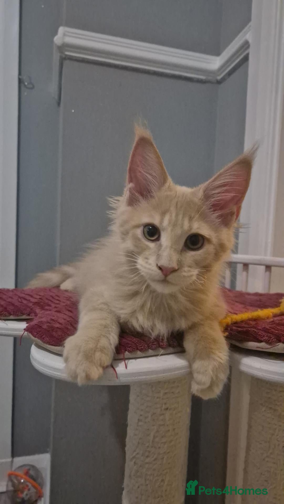 Maine Coon cats Paradaiseforyou Maine Coon Boys AVAILABLE (Large) - Advert 2
