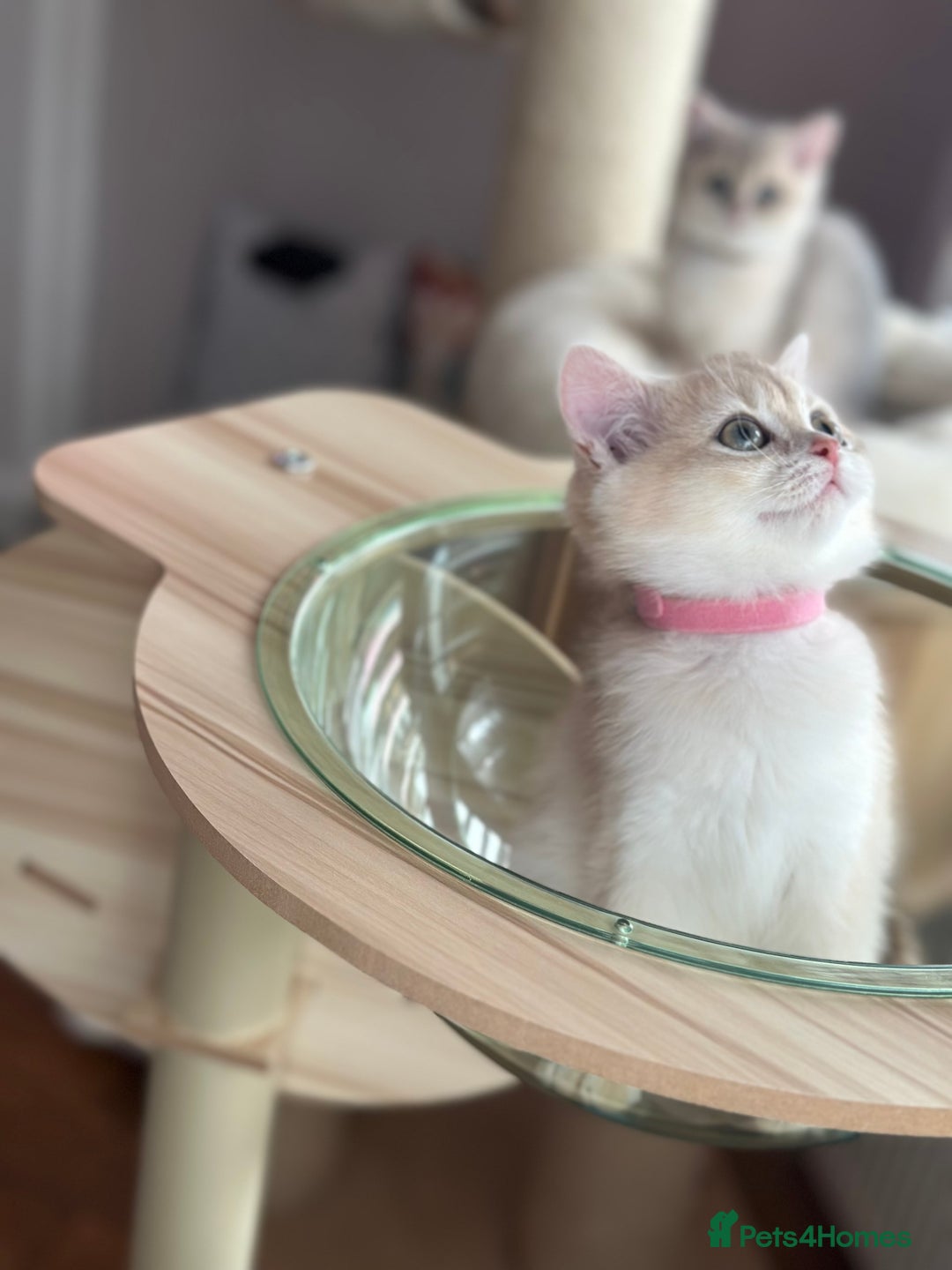 British Shorthair cats for sale: ‼️READY NOW‼️ 2 kittens left  - Advert 19