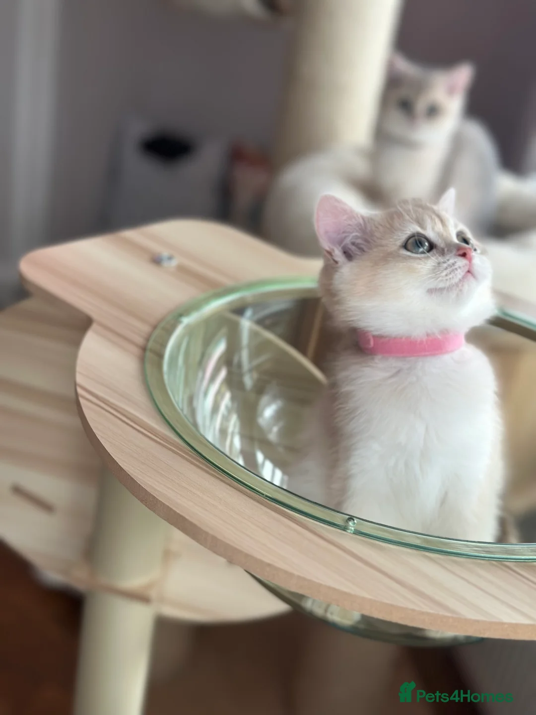 British Shorthair cats for sale: ‼️READY NOW‼️ - Advert 19