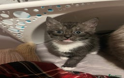 Mixed Breed cats for sale: Ragdoll x Bengal x Mau Kitten - Image 3