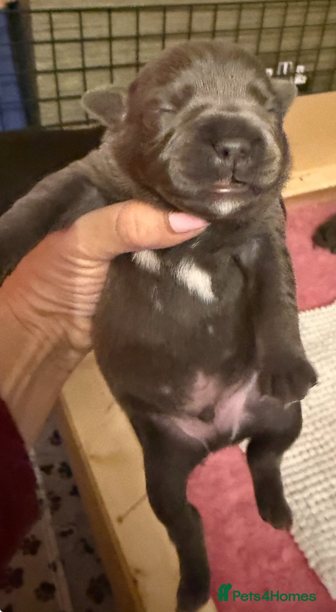 Staffordshire Bull Terrier dogs for sale: KC Blue Staffordshire Bull Terrier Puppies  - Advert 27