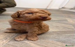 Miniature Poodle dogs for sale: Miniture poodles - READY TO LEAVE!!   - Image 4