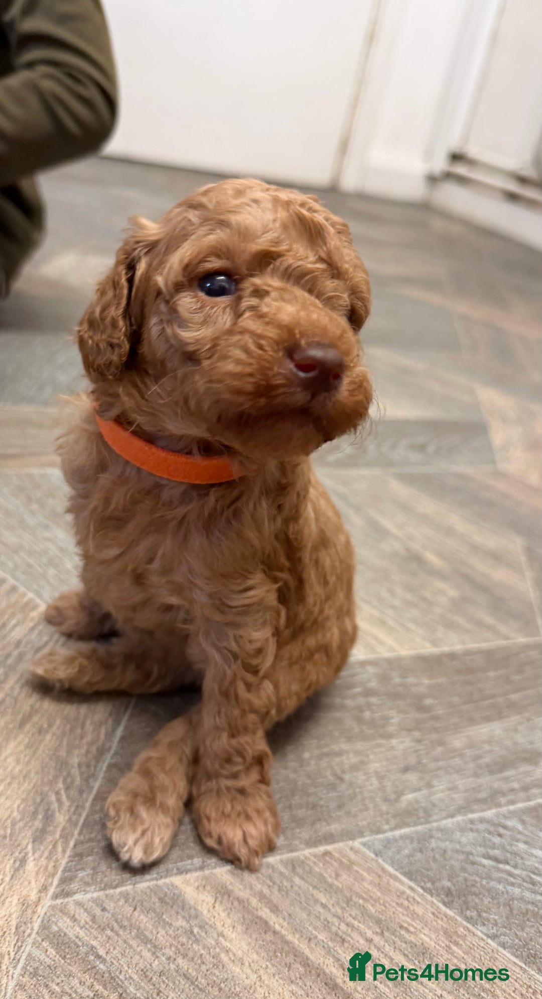 Miniature Poodle dogs for sale: Miniture poodles - READY TO LEAVE!!   - Image 4