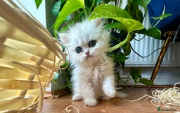 Persian cats for sale: Pure Persian chinchilla kittens  - Image 8
