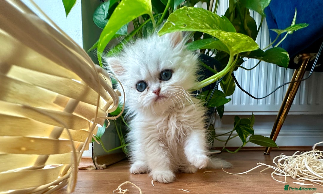 Persian cats for sale: Pure Persian chinchilla kittens  - Image 8