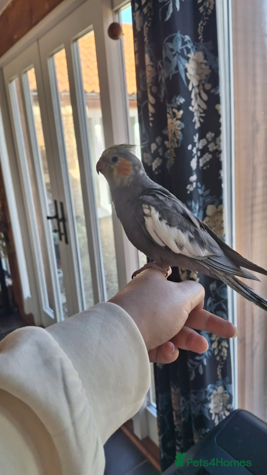 Cockatiels birds for sale: Young hand reared cockatiel in Kings Lynn in King's Lynn - Advert 7