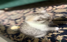 Mixed Breed cats for sale: Scottish fold X - Image 4