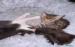 Bengal cats for sale: 4 Beautifully mixed Bengal and British shorthair  - Image 29