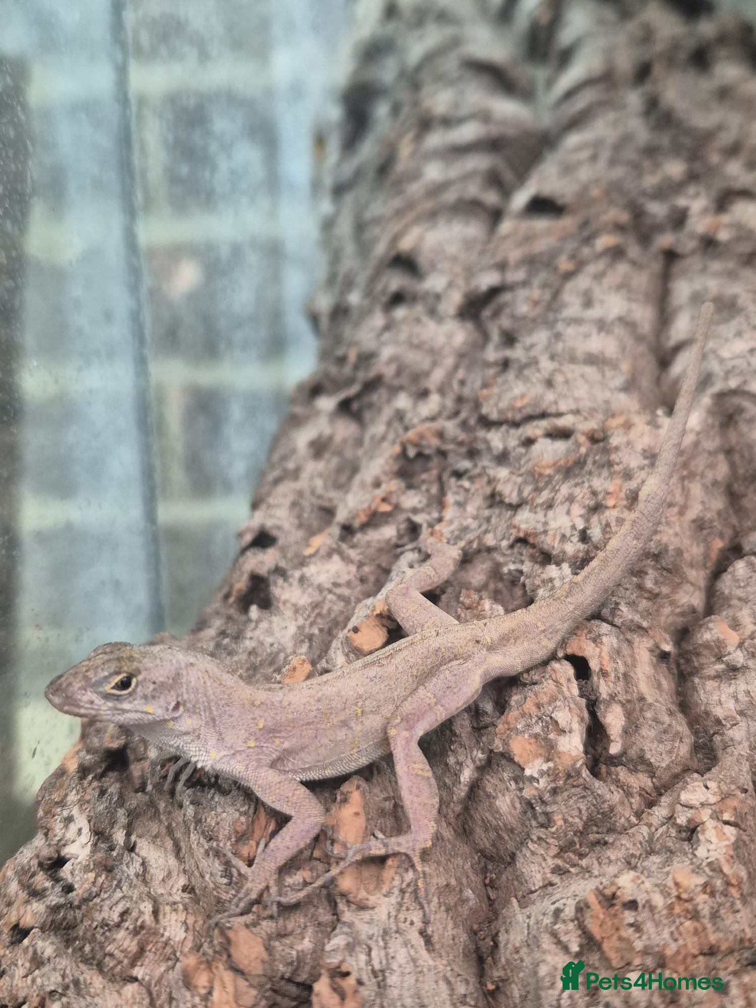 Anole reptiles Brown Anole Trio - Advert 1