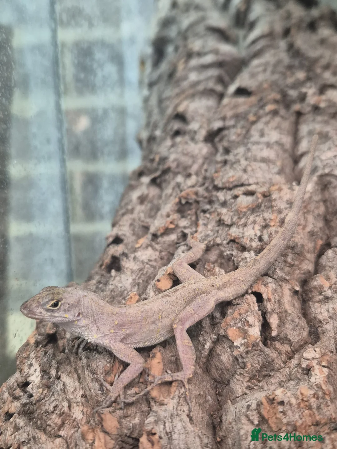 Anole reptiles for sale: Brown Anole Trio - Advert 1