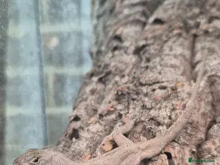 Anole reptiles for sale: Brown Anole Trio - Advert 2