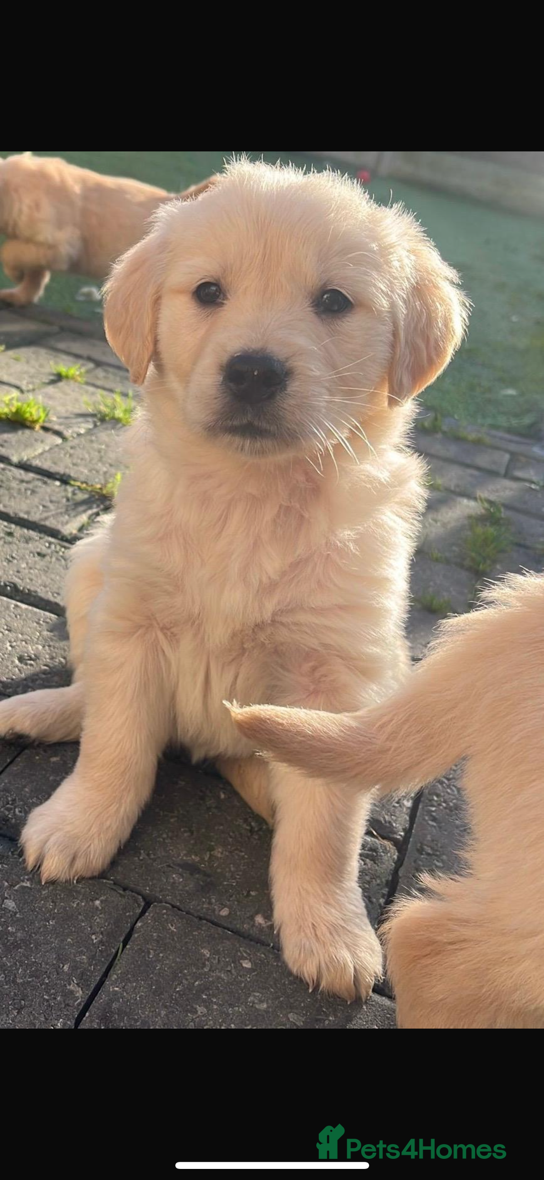 Golden Retriever dogs for sale: Chunky golden retriever pups - Advert 12