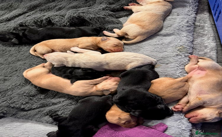 Labrador Retriever dogs - Advert 11