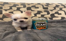 Chihuahua dogs for sale: KC Reg Champion Russian lines LONG COAT puppies - Image 9
