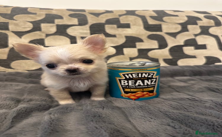 Chihuahua dogs - Advert 1