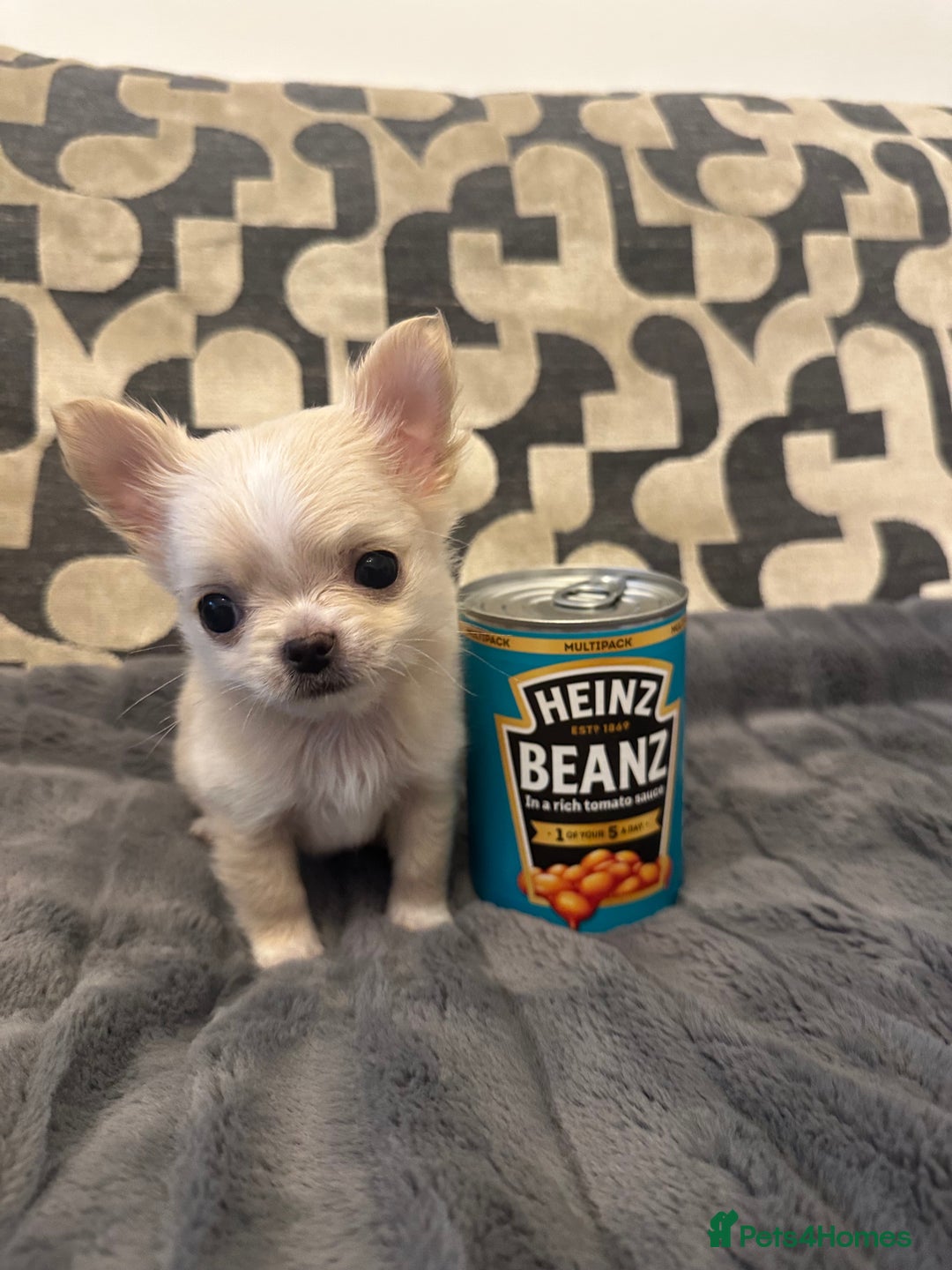 Chihuahua dogs for sale: KC Reg Champion Russian lines LONG COAT puppies - Image 9