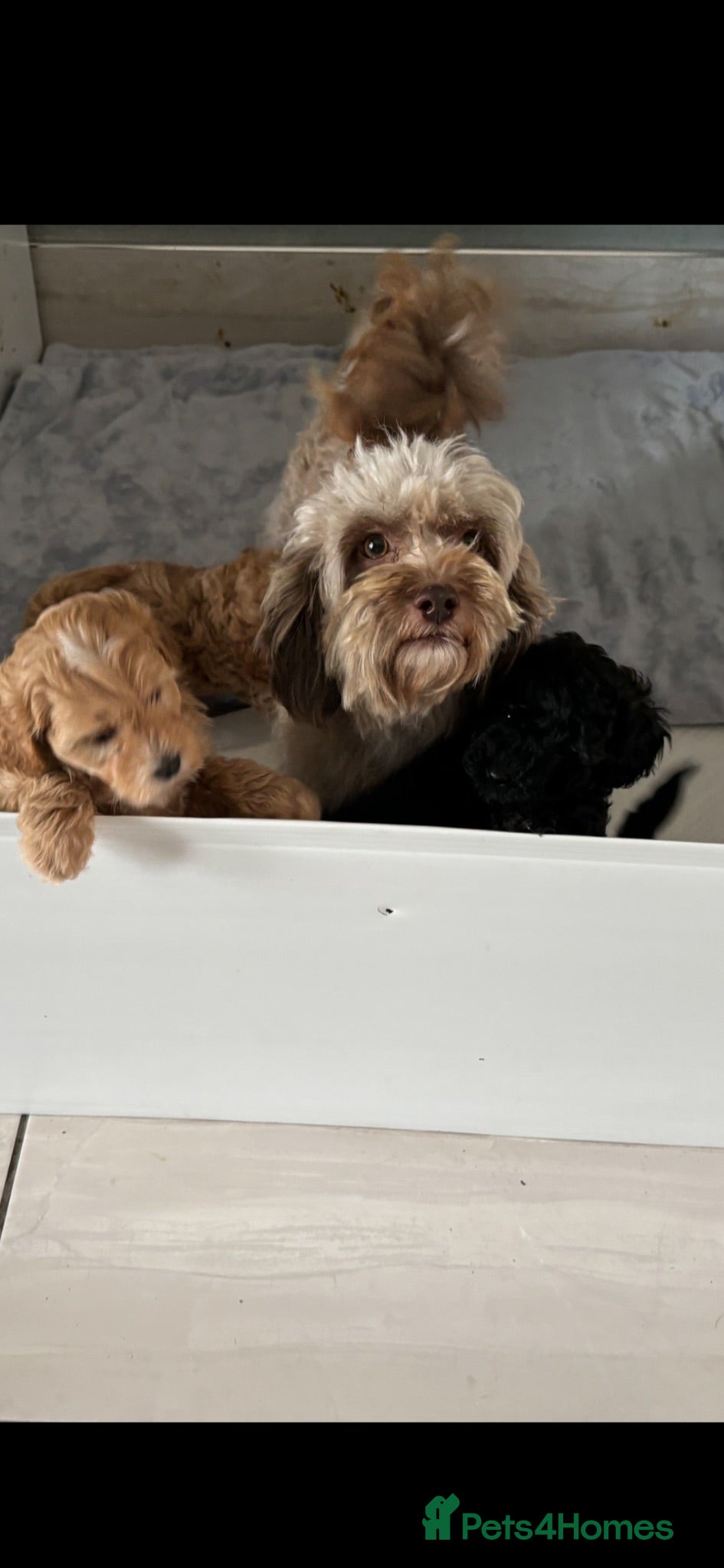 Maltipoo dogs Maltipoo pups  - Advert 2