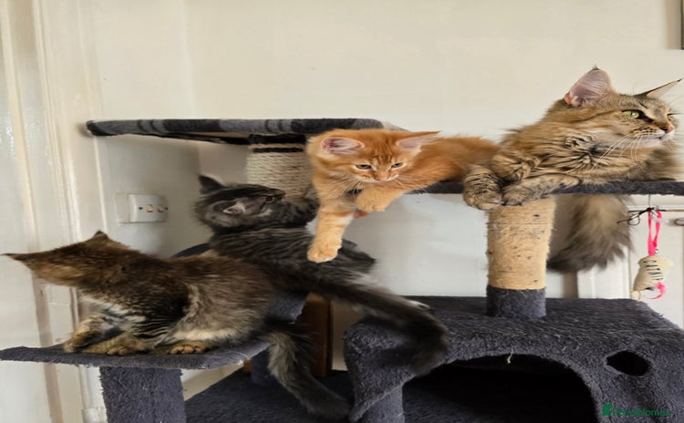 Maine Coon cats - Advert 9