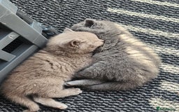 British Shorthair cats for sale: pure breed British shorthair - Image 11