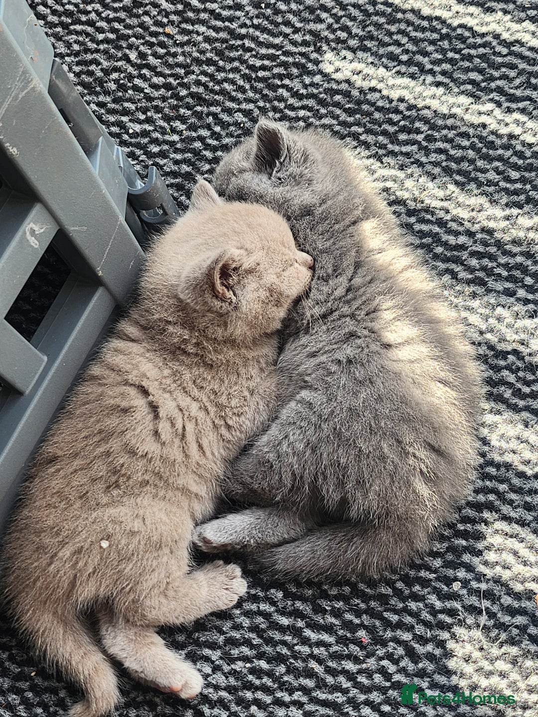 British Shorthair cats for sale: pure breed British shorthair - Image 11