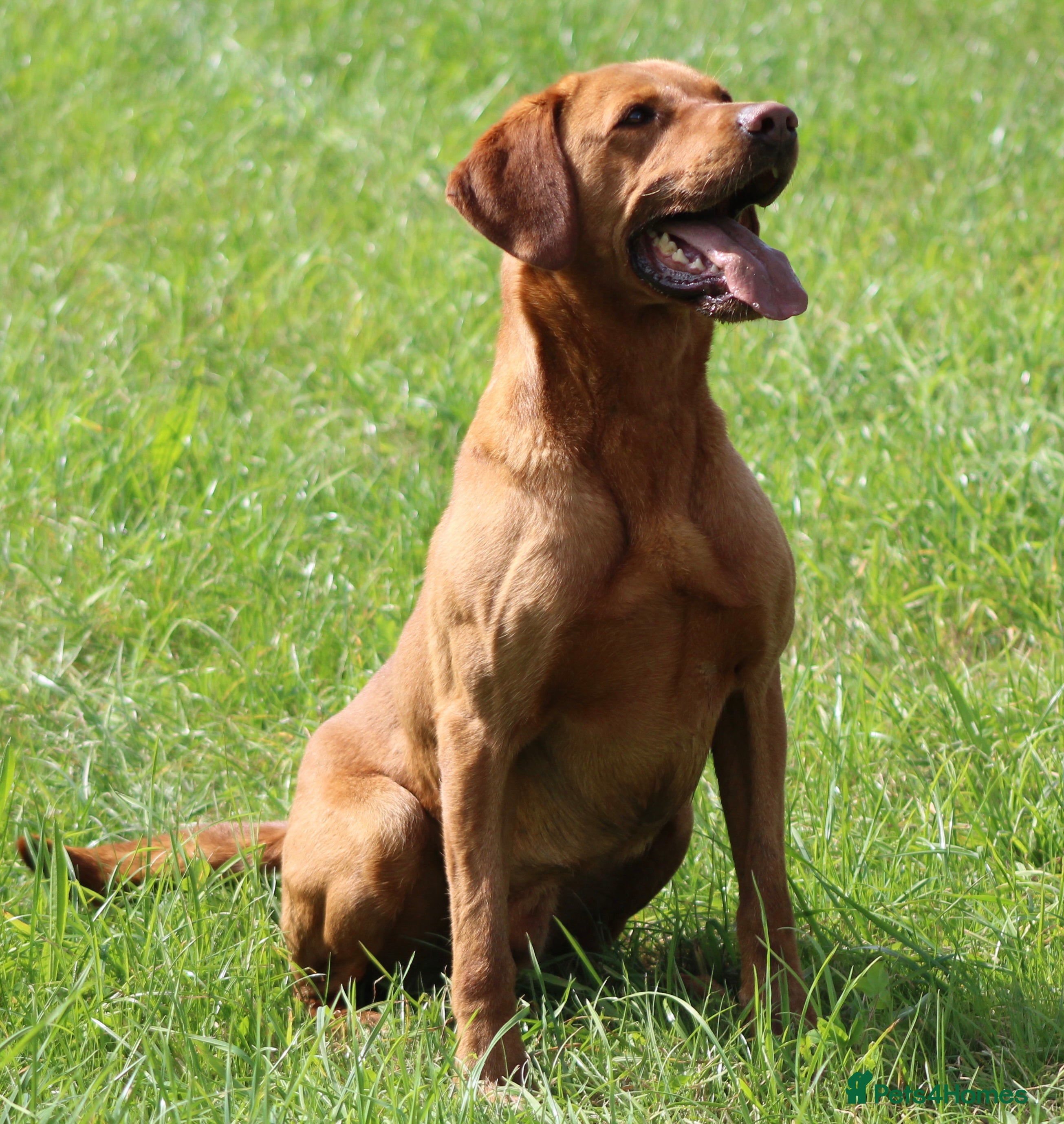 Labrador Retriever dogs Extensively Health Tested Fox Red Labrador Stud - Advert 2