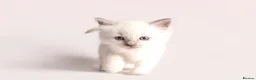 Ragdoll cats for sale: Beautiful Pedigree Ragdoll Kittens  - Advert 11