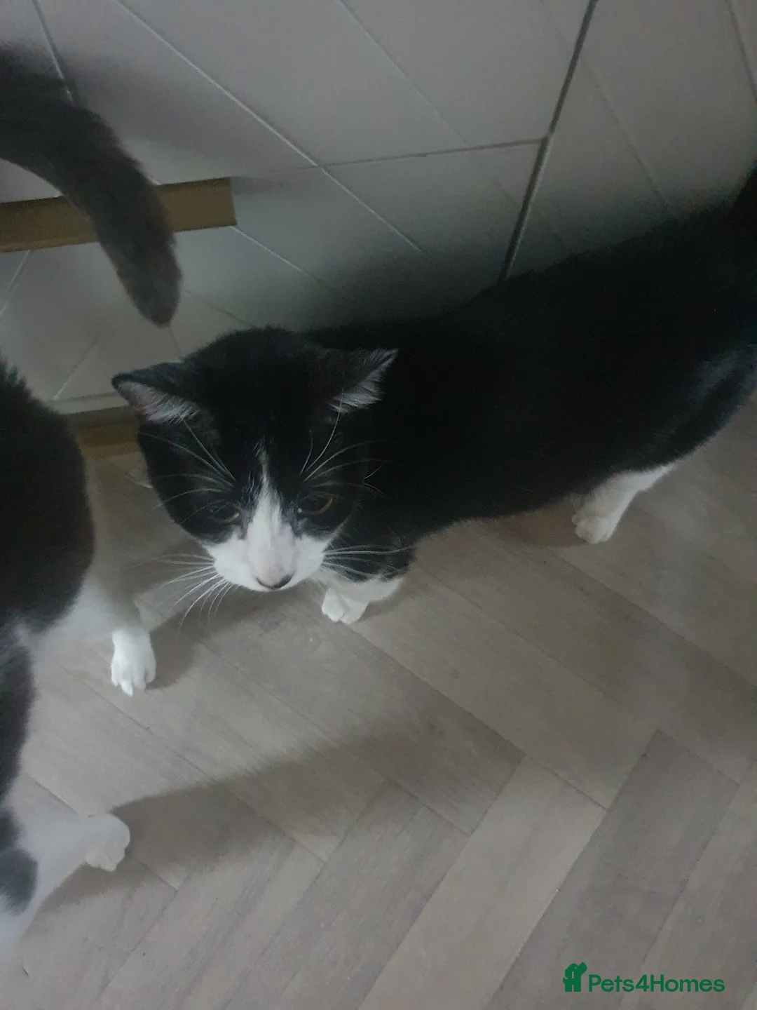 Mixed Breed cats for sale: Re added due to no show - Advert 2