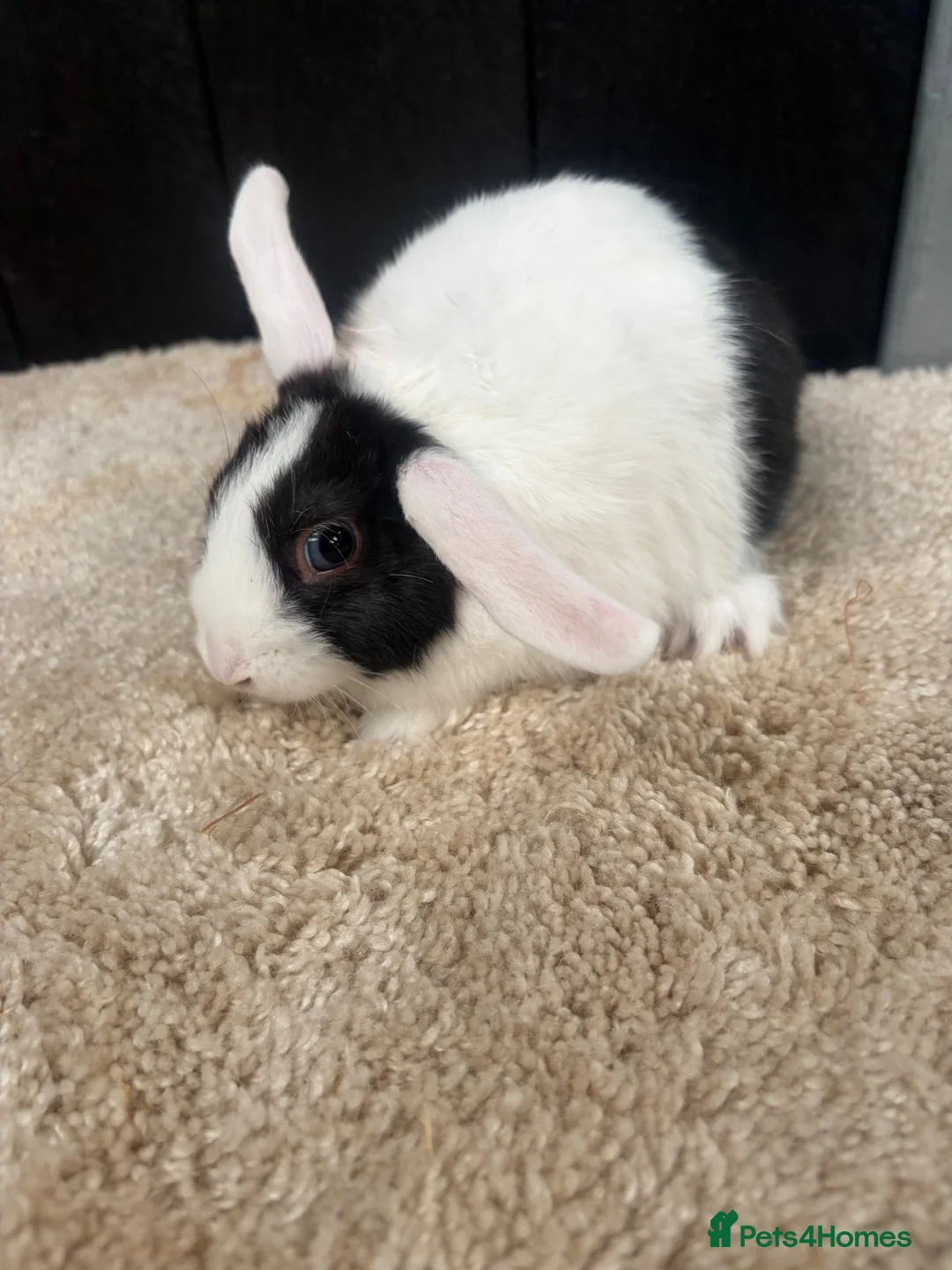 Mini Lop rabbits for sale: Stunning bunnies  - Advert 9