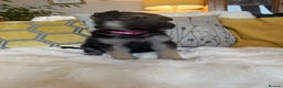 German Shepherd dogs for sale: Stunning German Shepherd Puppies - Advert 10