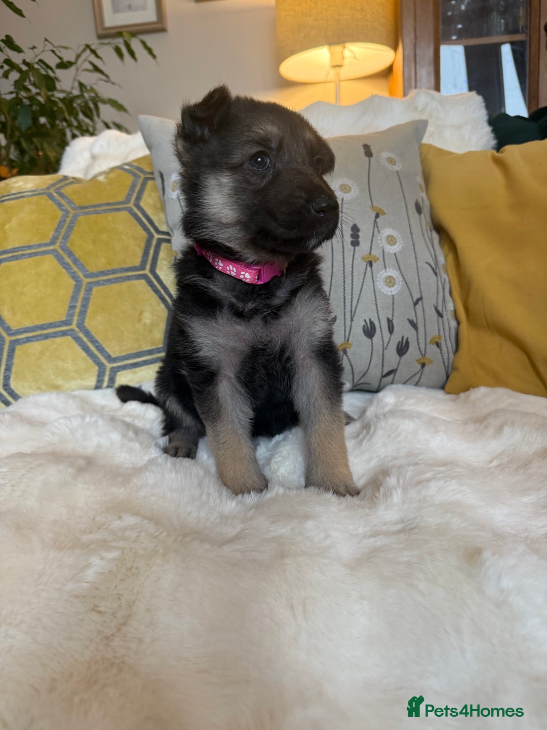 German Shepherd dogs for sale: Stunning German Shepherd Puppies - Advert 10