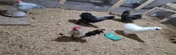 Chickens poultry for sale: Farm Chicks , Adult Layers & Cockerels 12 Breeds - Advert 8