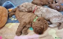 Cavapoochon dogs for sale: F1b Cavapoochon Puppies – 3 Boys Ready to Reserve - Image 18