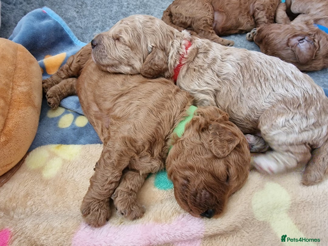 Cavapoochon dogs for sale: F1b Cavapoochon Puppies – 3 Boys Ready to Reserve - Image 18