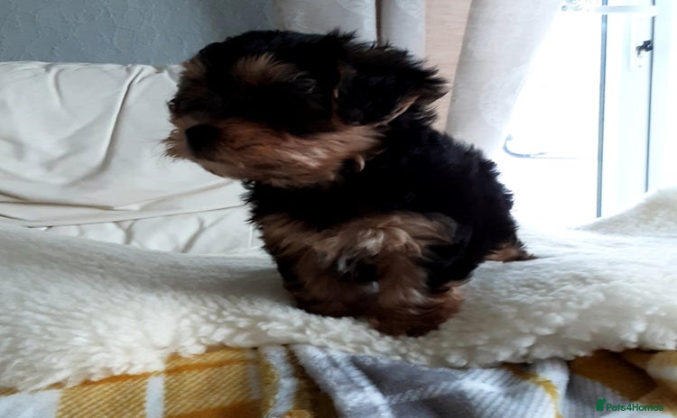 Shorkie dogs - Advert 3