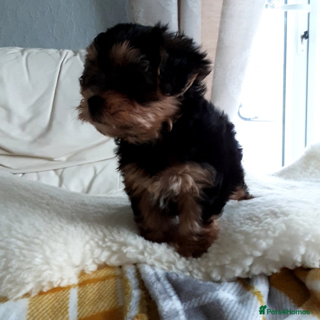 Shorkie dogs for sale: 6 Shorkie  - Image 1