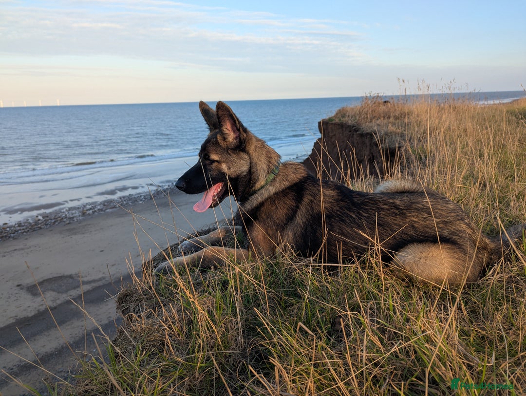 Mixed Breed dogs for sale: Looking for a new home  - Advert 7