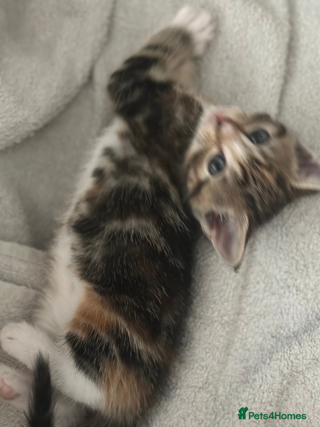 Mixed Breed cats for sale: Beautiful kittens - Image 32