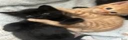 Mixed Breed cats for sale: 4 Kittens for sale  - Advert 2