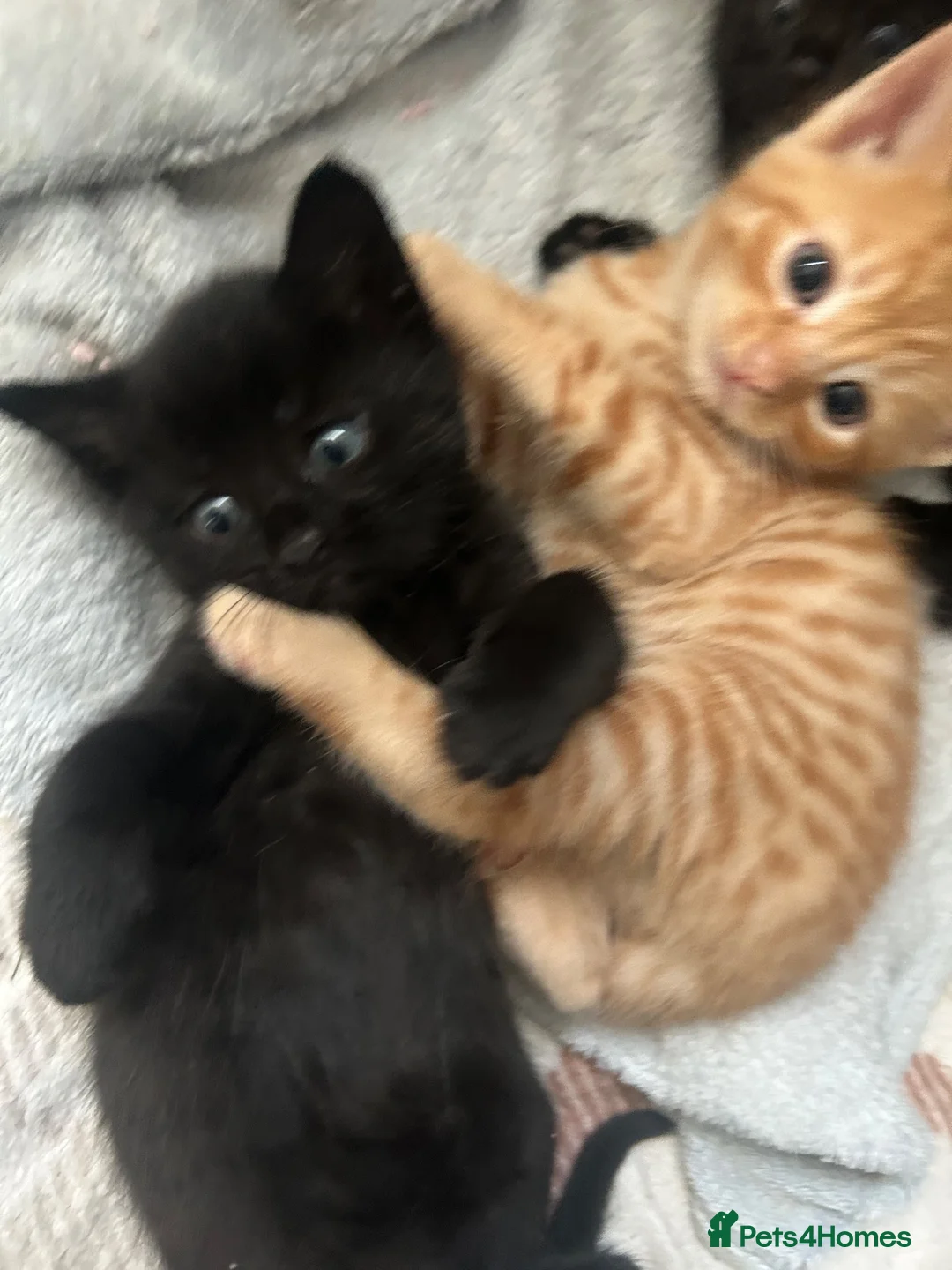 Mixed Breed cats for sale: 4 Kittens for sale  - Advert 2