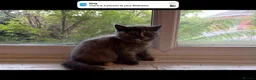 British Shorthair cats for sale: British Shorthair kittens  - Advert 7