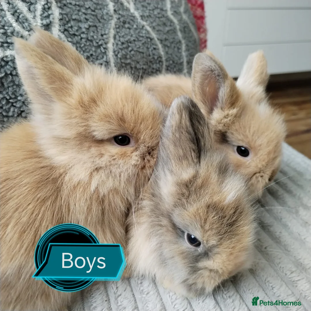 Lionhead rabbits for sale: Pure Breed Double Mained Lionhead - Advert 1