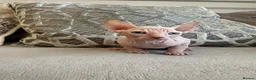 Sphynx cats for sale: Ready to leave now pink blue eyes Sphynx  - Advert 8