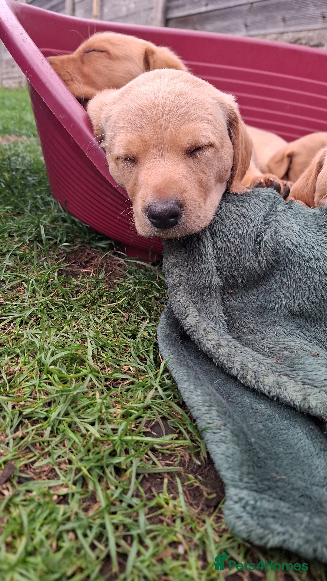 Labrador Retriever dogs for sale: Mix of fox red and yellow labrador puppies - Image 13